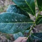 Ilex paraguariensis Leht