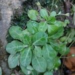 Samolus valerandi Leaf