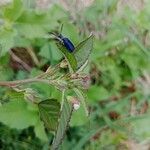 Sida spinosa Λουλούδι