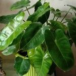 Philodendron burle-marxii Levél