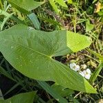 Sagittaria latifolia Liść