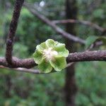 Diospyros borbonica പുഷ്പം