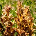 Orobanche lutea Blüte