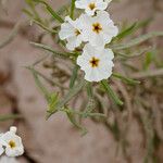 Heliotropium greggii Flor