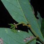 Monanthotaxis laurentii Leaf