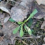 Taraxacum palustre Ліст