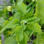 Physalis viscosa Blatt