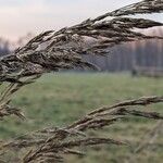 Calamagrostis epigejos Blomst