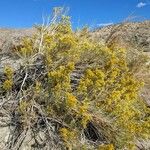 Chrysothamnus viscidiflorus Flower