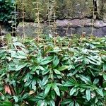 Berberis julianae 形态