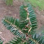 Abies numidica Frunză