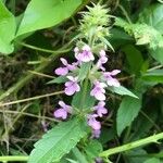 Stachys palustris花