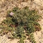 Cardopatium corymbosum Hoja