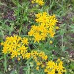 Senecio ampullaceus Flower