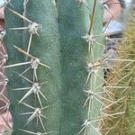 Trichocereus macrogonus Habit