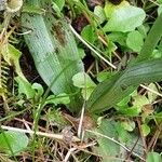 Ophrys apifera Blatt