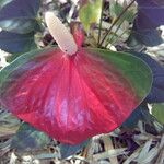 Anthurium andraeanum Flower