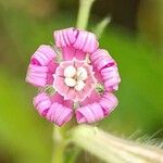 Silene bellidifolia 花