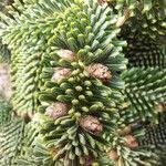 Abies numidica ഫലം