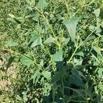 Atriplex micrantha List