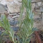 Curio repens पत्ता