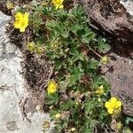 Potentilla brauneana Blomst