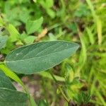 Desmodium canadense Blatt