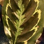 Calathea roseopicta Hoja