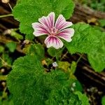Malva neglecta Fula