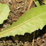 Taraxacum besarabicum Leaf