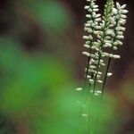 Aletris farinosa Blomma