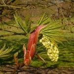 Acer macrophyllum Fruit