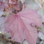 Hibiscus acetosella Blatt