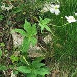 Ranunculus platanifolius Hábito