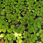 Salvinia minima Leaf