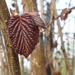 Corylus maxima Blad