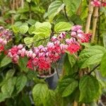 Clerodendrum × speciosum花