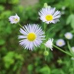 Erigeron speciosusFlower