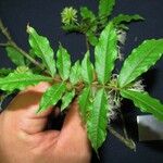 Cojoba rufescens Annet