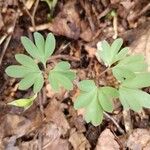 Corydalis intermedia Листок