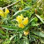 Linaria supina Floare
