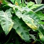 Dracunculus vulgaris Folha