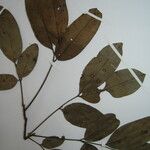 Talisia simaboides Arall