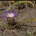 Brodiaea terrestris Fleur