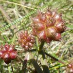 Oenanthe globulosa Fruit