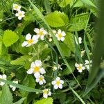 Fragaria moschata Flower