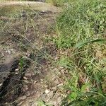 Panicum maximum Fruto