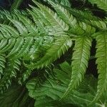 Polystichum rigens