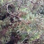 Chamaecyparis thyoides Leaf