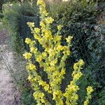 Verbascum speciosum Hábitos